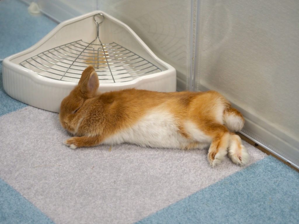 トイレのそばで眠るうさぎ