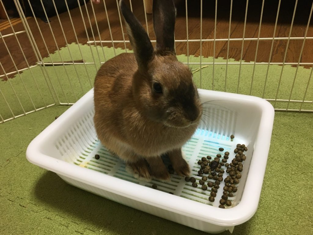 トイレで排便するうさぎ