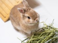 牧草を食べるうさぎ