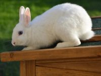 小屋の上に乗るうさぎ