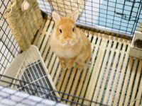 トイレのそばで立ち上がるうさぎ