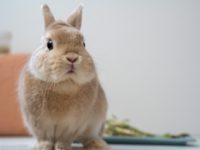 牧草の前に立つうさぎ